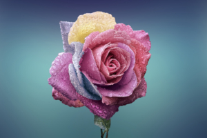 Colorful Rose463042863 300x200 - Colorful Rose - Rose, Colorful